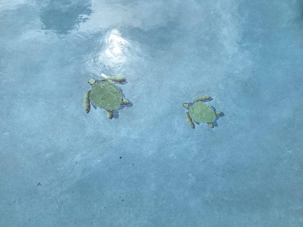 Water Features & Options